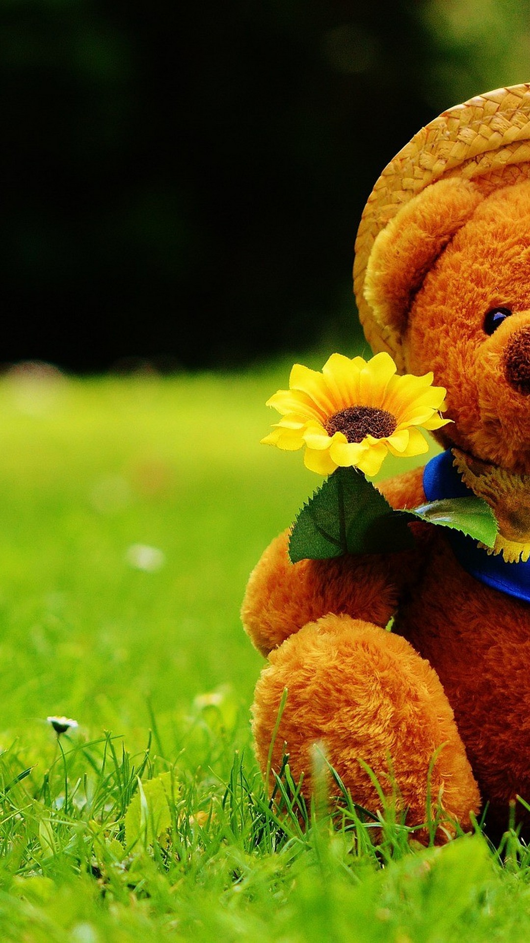 wallpaper photo teddy bear