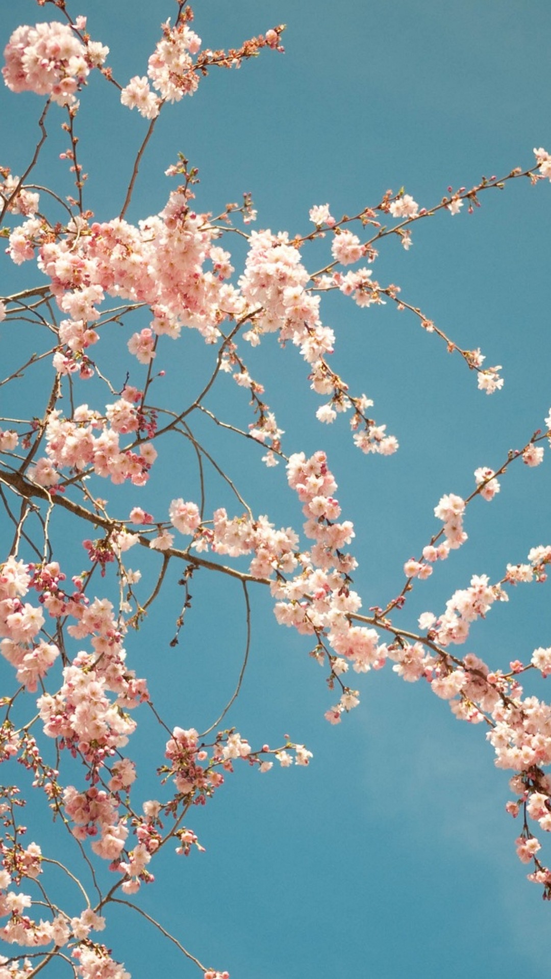 Download 35 Iphone Background Wallpaper Spring Populer Terbaik - Posts.id