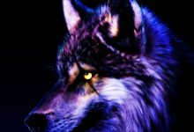 HD Cool Wolf Backgrounds