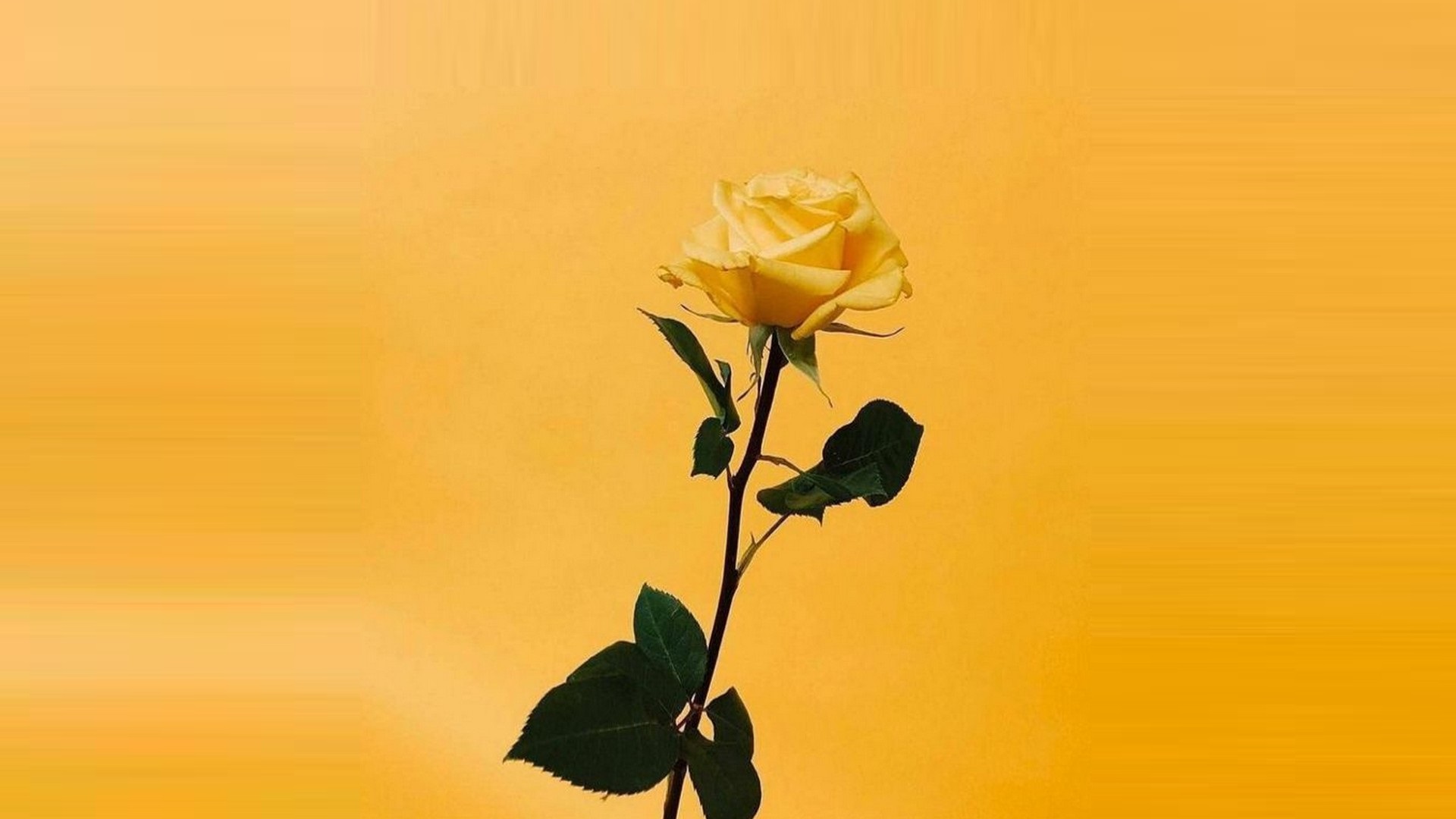 Yellow Rose Aesthetic Desktop Wallpaper