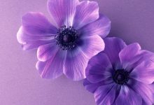 Cute Purple Desktop Wallpaper