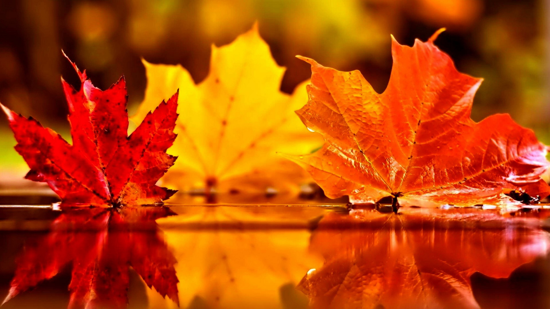 Fall Background Wallpaper HD With high-resolution 1920X1080 pixel. You can use this wallpaper for your Windows and Mac OS computers as well as your Android and iPhone smartphones