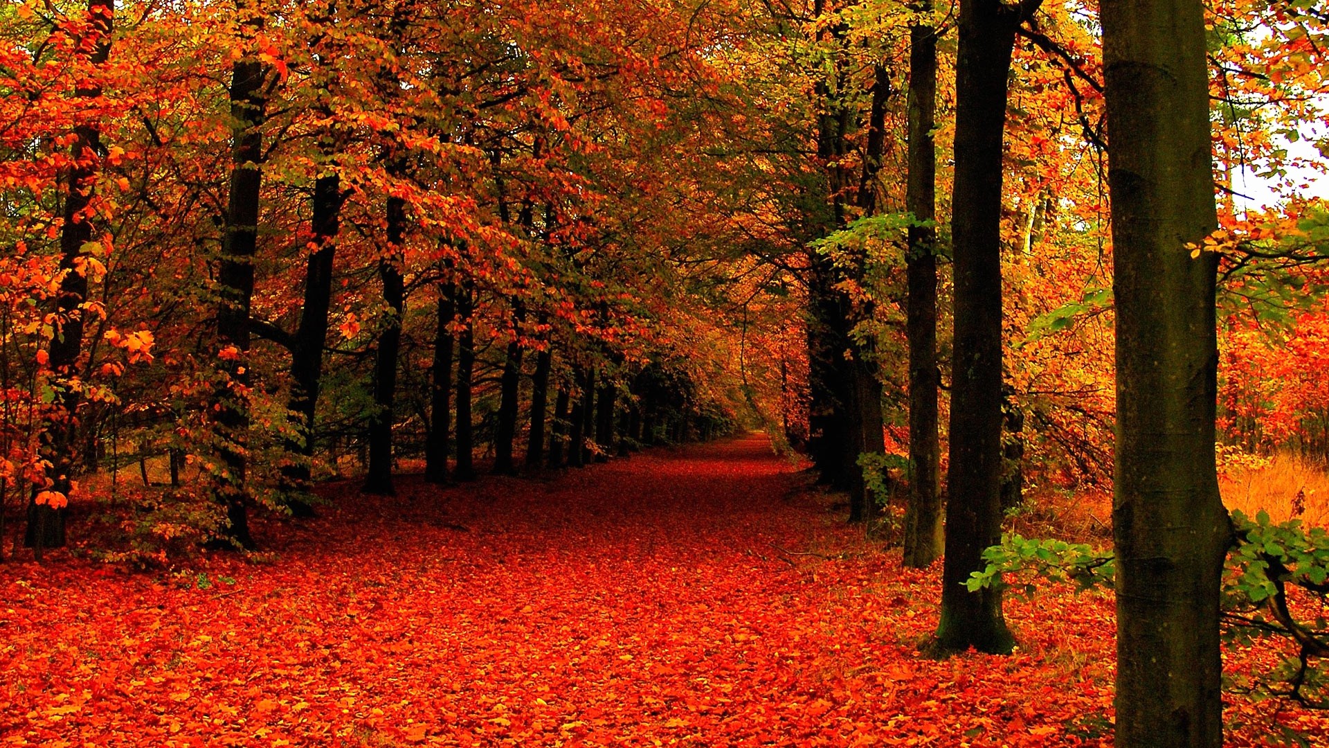 Fall HD Wallpaper with high-resolution 1920x1080 pixel. You can use this wallpaper for your Windows and Mac OS computers as well as your Android and iPhone smartphones